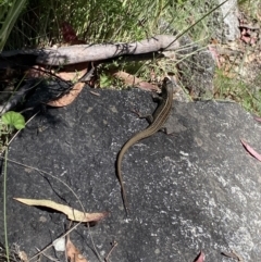 Liopholis whitii (White's Skink) at Cotter River, ACT - 27 Dec 2022 by Ned_Johnston