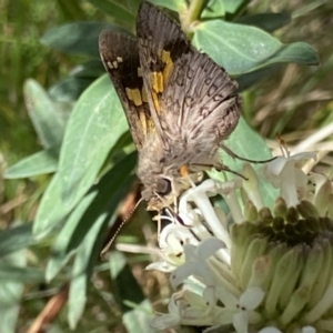 Trapezites phigalioides at Cotter River, ACT - 27 Dec 2022