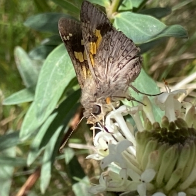 Trapezites phigalioides (Montane Ochre) at Cotter River, ACT - 27 Dec 2022 by Ned_Johnston