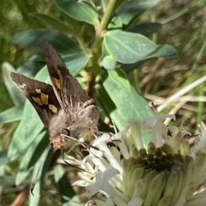 Trapezites phigalioides at Cotter River, ACT - 27 Dec 2022