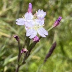 Epilobium billardiereanum subsp. hydrophilum at Tennent, ACT - 27 Dec 2022 by NedJohnston