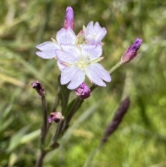 Epilobium billardiereanum subsp. hydrophilum at Tennent, ACT - 27 Dec 2022 by Ned_Johnston