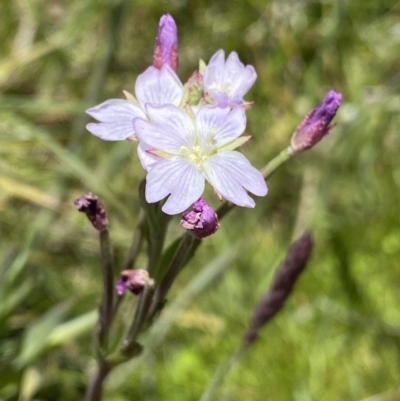 Epilobium billardiereanum subsp. hydrophilum at Tennent, ACT - 27 Dec 2022 by Ned_Johnston