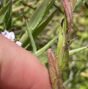 Epilobium billardiereanum subsp. hydrophilum at Tennent, ACT - 27 Dec 2022 12:08 PM