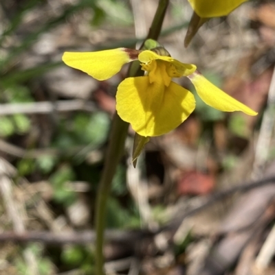 Diuris monticola (Highland Golden Moths) at Namadgi National Park - 27 Dec 2022 by Ned_Johnston