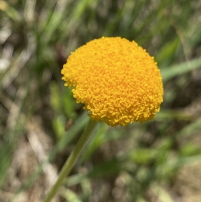 Craspedia sp. (Billy Buttons) at Tennent, ACT - 27 Dec 2022 by Ned_Johnston