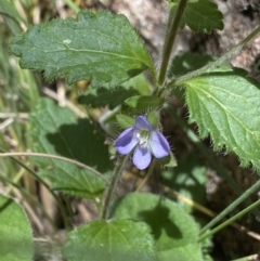 Veronica calycina (Hairy Speedwell) at Cotter River, ACT - 27 Dec 2022 by NedJohnston