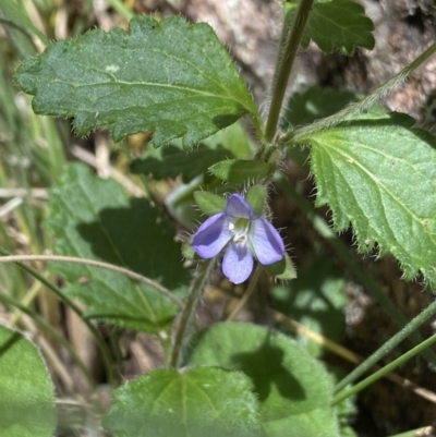 Veronica calycina (Hairy Speedwell) at Cotter River, ACT - 27 Dec 2022 by NedJohnston