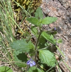 Veronica calycina at Cotter River, ACT - 27 Dec 2022