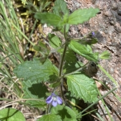 Veronica calycina at Cotter River, ACT - 27 Dec 2022