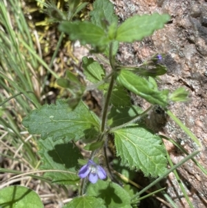 Veronica calycina at Cotter River, ACT - 27 Dec 2022