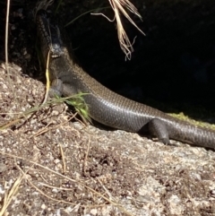 Egernia saxatilis intermedia (Black Rock Skink) at Cotter River, ACT - 27 Dec 2022 by NedJohnston