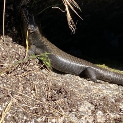 Egernia saxatilis intermedia (Black Rock Skink) at Cotter River, ACT - 27 Dec 2022 by Ned_Johnston