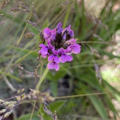 Cullen microcephalum (Dusky Scurf-pea) at Cotter River, ACT - 26 Dec 2022 by Ned_Johnston