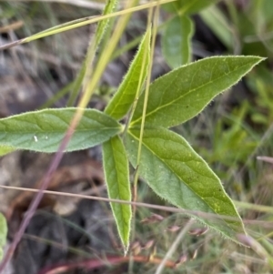 Cullen microcephalum at Cotter River, ACT - 27 Dec 2022 10:53 AM