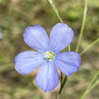 Linum marginale (Native Flax) at Cotter River, ACT - 26 Dec 2022 by Ned_Johnston