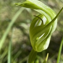 Pterostylis monticola (Large Mountain Greenhood) at Tennent, ACT - 26 Dec 2022 by Ned_Johnston