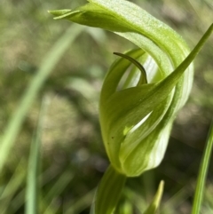 Pterostylis monticola (Large Mountain Greenhood) at Tennent, ACT - 27 Dec 2022 by NedJohnston