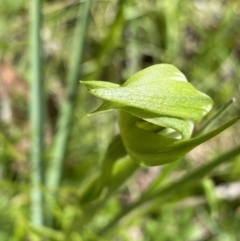 Pterostylis monticola at Tennent, ACT - 27 Dec 2022