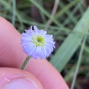 Lagenophora stipitata at Cotter River, ACT - 27 Dec 2022