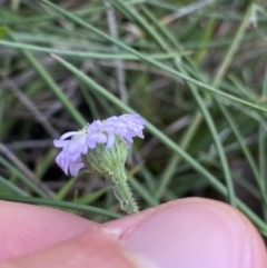 Lagenophora stipitata at Cotter River, ACT - 27 Dec 2022