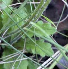 Lagenophora stipitata at Cotter River, ACT - 27 Dec 2022 10:18 AM