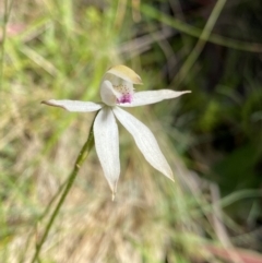 Caladenia moschata (Musky Caps) at Cotter River, ACT - 27 Dec 2022 by NedJohnston