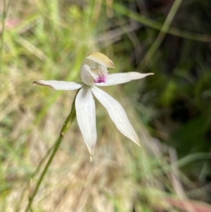 Caladenia moschata at Cotter River, ACT - suppressed