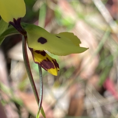 Diuris sulphurea (Tiger Orchid) at Paddys River, ACT - 27 Dec 2022 by NedJohnston