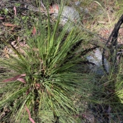 Gahnia subaequiglumis (Bog Saw-sedge) at Gibraltar Pines - 26 Dec 2022 by Ned_Johnston