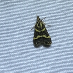 Scoparia spelaea (a Crambid moth) at Jerrabomberra, NSW - 12 Jan 2023 by SteveBorkowskis