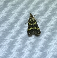 Scoparia spelaea at Jerrabomberra, NSW - suppressed