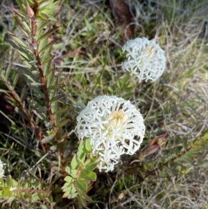 Pimelea treyvaudii at Paddys River, ACT - 27 Dec 2022