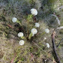 Pimelea treyvaudii at Paddys River, ACT - 27 Dec 2022