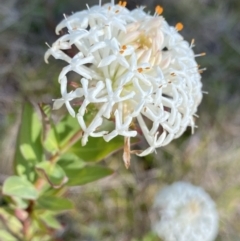 Pimelea treyvaudii at Paddys River, ACT - 27 Dec 2022