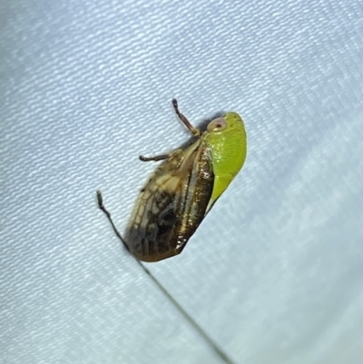 Chaetophyes compacta (Tube spittlebug) at Jerrabomberra, NSW - 15 Jan 2023 by SteveBorkowskis