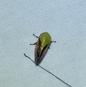 Chaetophyes compacta at Jerrabomberra, NSW - 15 Jan 2023