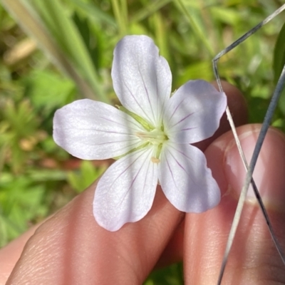 Geranium neglectum (Red-stemmed Cranesbill) at Paddys River, ACT - 26 Dec 2022 by Ned_Johnston