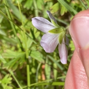 Geranium neglectum at Paddys River, ACT - 27 Dec 2022