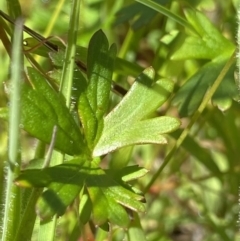 Geranium neglectum at Paddys River, ACT - 27 Dec 2022