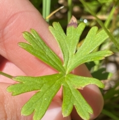 Geranium neglectum at Paddys River, ACT - 27 Dec 2022