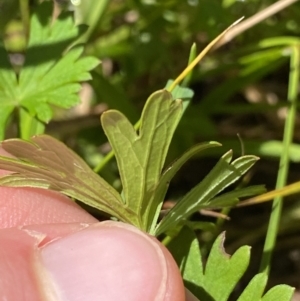 Geranium neglectum at Paddys River, ACT - 27 Dec 2022