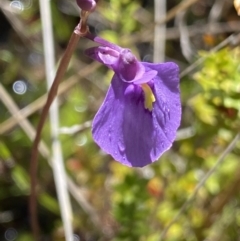 Utricularia dichotoma (Fairy Aprons, Purple Bladderwort) at Paddys River, ACT - 27 Dec 2022 by NedJohnston