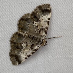 Rhuma subaurata (A Geometer moth) at QPRC LGA - 14 Jan 2023 by Steve_Bok