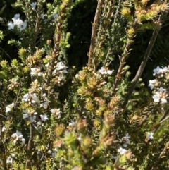 Epacris breviflora at Paddys River, ACT - 27 Dec 2022 09:31 AM