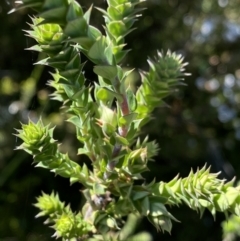 Epacris breviflora at Paddys River, ACT - 27 Dec 2022