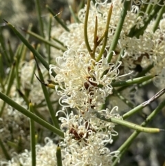 Hakea microcarpa (Small-fruit Hakea) at Gibraltar Pines - 26 Dec 2022 by Ned_Johnston