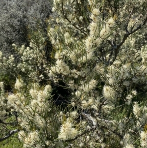 Hakea microcarpa at Paddys River, ACT - 27 Dec 2022