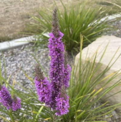 Lythrum salicaria (Purple Loosestrife) at Belconnen, ACT - 15 Jan 2023 by mbmiyagi