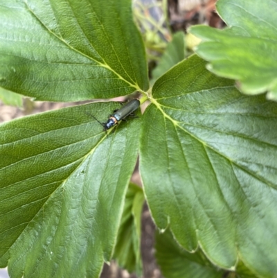 Chauliognathus lugubris (Plague Soldier Beetle) at QPRC LGA - 22 Nov 2022 by natureguy